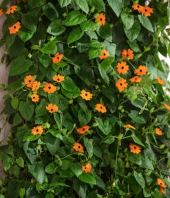 Schwarzäugige Susanne -Gartenbedarf Verkäufe 2024 8826505 WE MO 001 ThunbergiaAlataSchwarzaeugigeSusanneT13