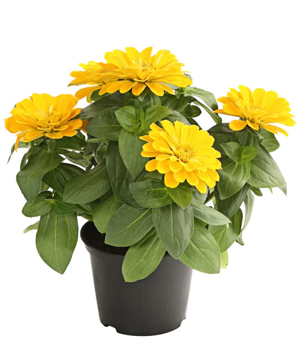 Zwergzinnie, Verschiedene Sorten 3 Zwergzinnie, Verschiedene Sorten