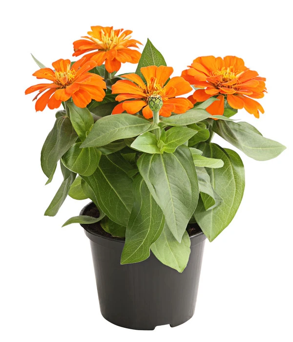 Zwergzinnie, Verschiedene Sorten 4 Zwergzinnie, Verschiedene Sorten – Bild 2