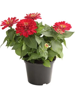 Zwergzinnie, Verschiedene Sorten 11 Zwergzinnie, Verschiedene Sorten -Gartenbedarf Verkäufe 2024 8826778 WE FS 001 ZwergzinnieZinniaElegansT13RotDehnerExpressHerzig