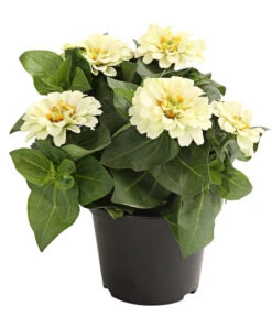 Zwergzinnie, Verschiedene Sorten 12 Zwergzinnie, Verschiedene Sorten -Gartenbedarf Verkäufe 2024 8826778 WE FS 001 ZwergzinnieZinniaElegansT13WeissDehnerExpressHerzig