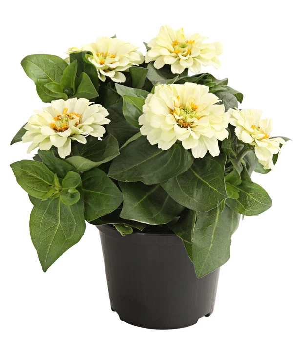 Zwergzinnie, Verschiedene Sorten 7 Zwergzinnie, Verschiedene Sorten – Bild 5