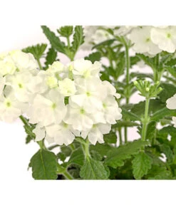 Eisenkraut, Verschiedene Farben -Gartenbedarf Verkäufe 2024 8826828 PR DE 001 VerbenaEisenkrautMixT13DehnerExpressHerzig