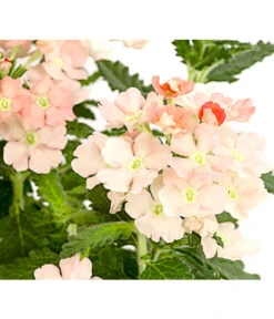 Eisenkraut, Verschiedene Farben -Gartenbedarf Verkäufe 2024 8826828 PR DE 002 VerbenaEisenkrautMixT13DehnerExpressHerzig