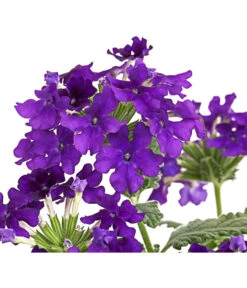 Eisenkraut, Verschiedene Farben -Gartenbedarf Verkäufe 2024 8826828 PR DE 003 VerbenaEisenkrautMixT13DehnerExpressHerzig