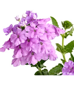 Eisenkraut, Verschiedene Farben -Gartenbedarf Verkäufe 2024 8826828 PR DE 004 VerbenaEisenkrautMixT13DehnerExpressHerzig