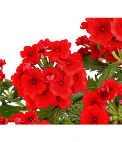 Eisenkraut, Verschiedene Farben -Gartenbedarf Verkäufe 2024 8826828 PR DE 005 VerbenaEisenkrautMixT13DehnerExpressHerzig