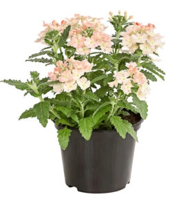 Eisenkraut, Verschiedene Farben -Gartenbedarf Verkäufe 2024 8826828 PR FS 002 VerbenaEisenkrautMixT13DehnerExpressHerzig