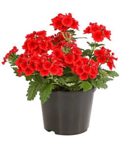 Eisenkraut, Verschiedene Farben -Gartenbedarf Verkäufe 2024 8826828 PR FS 005 VerbenaEisenkrautMixT13DehnerExpressHerzig