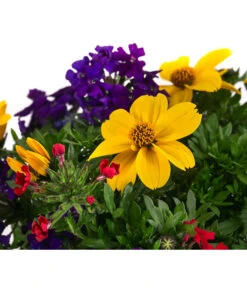 Pflanzenmix Trio Mio 9 Pflanzenmix Trio Mio -Gartenbedarf Verkäufe 2024 8827016 WE DE 001 TrioMioT13