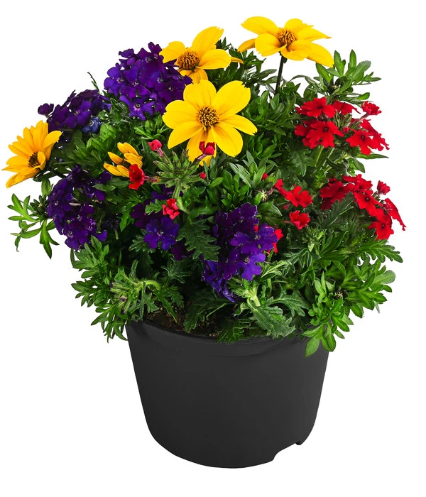 Pflanzenmix Trio Mio 3 Pflanzenmix Trio Mio