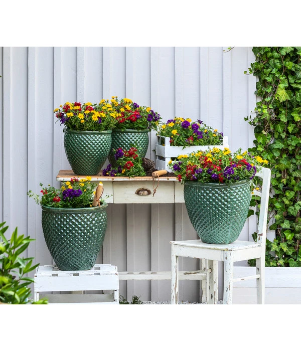 Pflanzenmix Trio Mio 5 Pflanzenmix Trio Mio – Bild 3