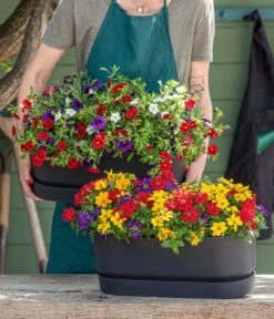 Pflanzenmix Trio Mio 7 Pflanzenmix Trio Mio -Gartenbedarf Verkäufe 2024 8827016 WE MO 001 SommertrioTrioMio