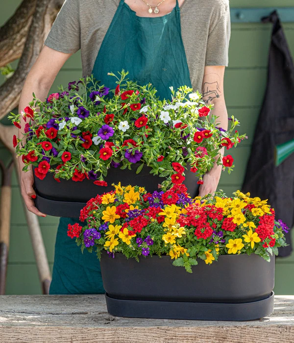 Pflanzenmix Trio Mio 4 Pflanzenmix Trio Mio – Bild 2