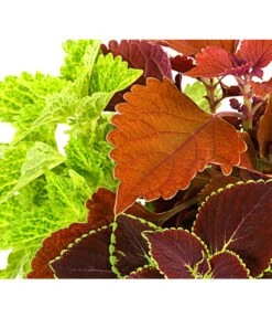 Buntnessel-Trio - Solenostemon Scutellarioides -Gartenbedarf Verkäufe 2024 8827032 PR DE 001 SolenostemonTrioT14DehnerExpressHerzig