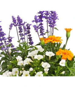 Pflanzen-Trio Sonnenglück -Gartenbedarf Verkäufe 2024 8827131 PR DE 007 SommerMixT17SalivaFarinaceaTagetesCalibrachoaDehnerExpressHerzig