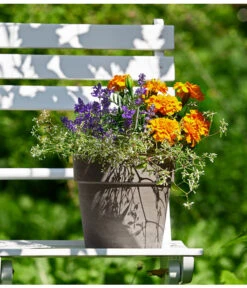 Pflanzen-Trio Sonnenglück -Gartenbedarf Verkäufe 2024 8827131 PR MO 001 BL2019Sommermix