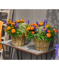 Pflanzen-Trio Sonnenglück -Gartenbedarf Verkäufe 2024 8827131 WE MO 002 SommermixT17