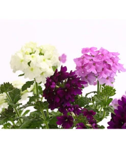 Eisenkraut-Trio 8 Eisenkraut-Trio -Gartenbedarf Verkäufe 2024 8827388 WE DE 001 EisenkrautVerbenaHybrideTrioT13OWDehnerExpressHerzig