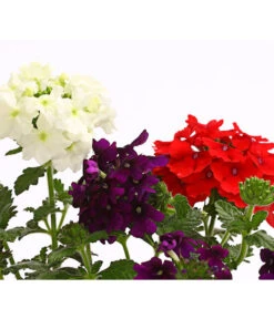 Eisenkraut-Trio 9 Eisenkraut-Trio -Gartenbedarf Verkäufe 2024 8827388 WE DE 002 EisenkrautVerbenaHybrideTrioT13OWDehnerExpressHerzig