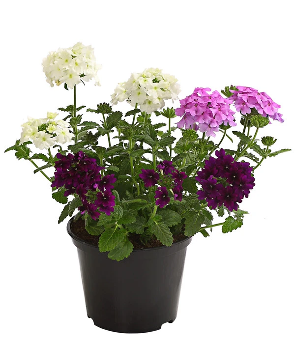 Eisenkraut-Trio 3 Eisenkraut-Trio