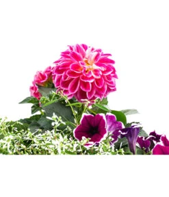 Pflanzen-Trio Sommerlaune -Gartenbedarf Verkäufe 2024 8827404 WE DE 001 PflanzenTrioSommerlaune