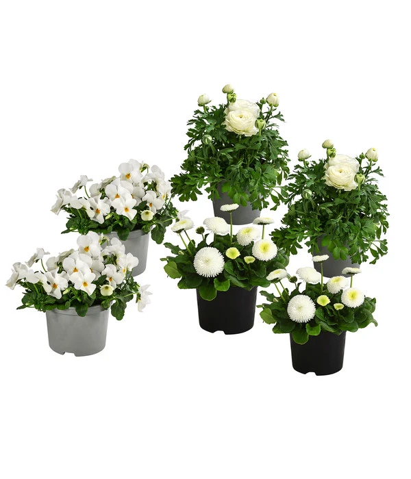 Beet- & Balkonpflanzen-Set Weißer Frühling, 6-teilig 3 Beet- & Balkonpflanzen-Set Weißer Frühling, 6-teilig