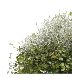 Mueca - Gitterkraut Und Mühlenbeckia 17 Mueca - Gitterkraut Und Mühlenbeckia -Gartenbedarf Verkäufe 2024 8829772 PR DE 0001 GitterkrautMuecaMuehlenbeckiaDehnerHerzig