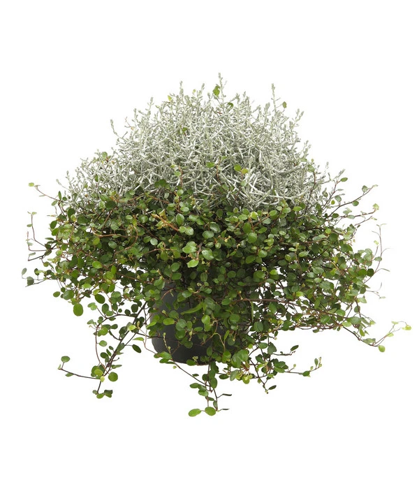 Mueca - Gitterkraut Und Mühlenbeckia 3 Mueca - Gitterkraut Und Mühlenbeckia