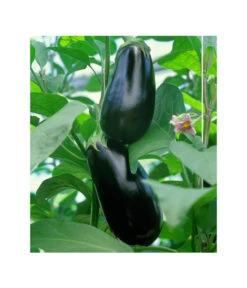 Dehner Gourmet Garten Aubergine, Veredelt 9 Dehner Gourmet Garten Aubergine, Veredelt -Gartenbedarf Verkäufe 2024 8830051 BildFS 001 AubergineCarmenGgAubergineCarmen