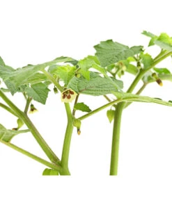 Dehner Ananaskirsche Physalis -Gartenbedarf Verkäufe 2024 8830069 WE DE 001 AnanaskirschePhysalisPhysalisPreciosaT12DehnerExpressHerzig