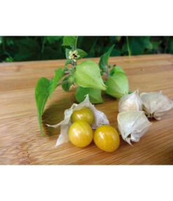 Dehner Ananaskirsche Physalis -Gartenbedarf Verkäufe 2024 8830069 WE MO 001 AnanaskirschePhysalis