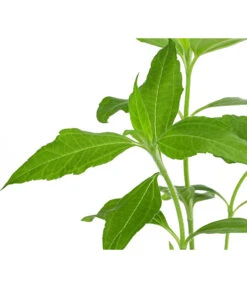 Topinambur -Gartenbedarf Verkäufe 2024 8830184 WE DE 001 Topinambur