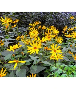 Topinambur -Gartenbedarf Verkäufe 2024 8830184 WE MO 001 Topinambur