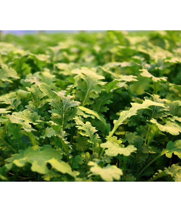 Bio Wasabi Rauke Im Pottburri®-Topf 4 Bio Wasabi Rauke Im Pottburri®-Topf – Bild 2