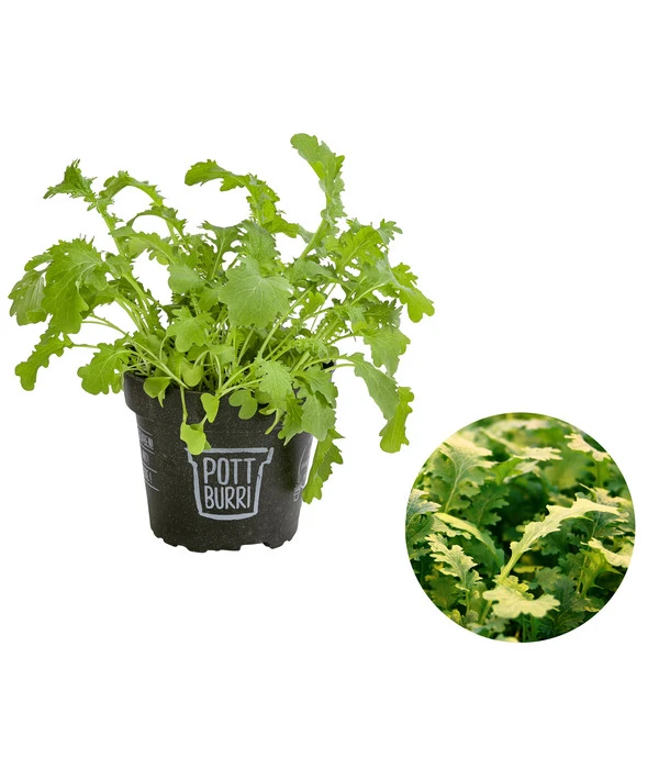 Bio Wasabi Rauke Im Pottburri®-Topf 3 Bio Wasabi Rauke Im Pottburri®-Topf