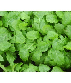 Bio Wasabi Rauke Im Pottburri®-Topf 9 Bio Wasabi Rauke Im Pottburri®-Topf -Gartenbedarf Verkäufe 2024 8830291 WE FS 003 BioPBWasabiRauke