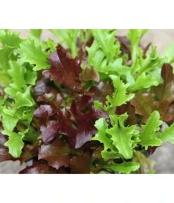 Bio Schnittsalat Im Pottburri®-Topf -Gartenbedarf Verkäufe 2024 8830309 WE FS 001 BioPBSchnittsalat