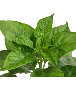 Chili 'Habanero', Rot -Gartenbedarf Verkäufe 2024 8830333 WE DE 002 ChiliHabaneroRot