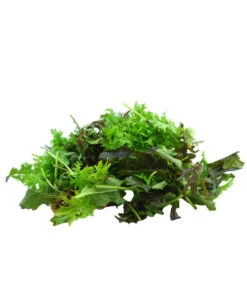 Bio Asia Wildkräuter Im Pottburri®-Topf -Gartenbedarf Verkäufe 2024 8830473 WE DE 002 BioPBAsiaWildkraeuter