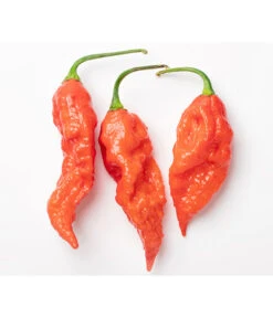 Geisterchili -Gartenbedarf Verkäufe 2024 8830630 WE DE 001 IndischerGeisterchili