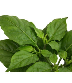 Geisterchili -Gartenbedarf Verkäufe 2024 8830630 WE DE 002 IndischerGeisterchili