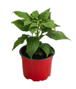 Geisterchili -Gartenbedarf Verkäufe 2024 8830630 WE FS 002 IndischerGeisterchili