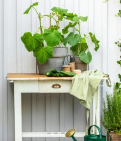 Schlangengurke -Gartenbedarf Verkäufe 2024 8830663 WE MO 002 Gurke CucurbitaePepoZucchiniGruen