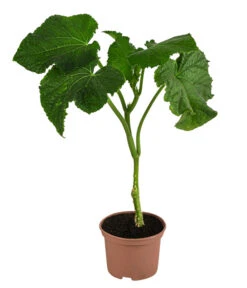 Schlangengurke -Gartenbedarf Verkäufe 2024 8830788 WE FS 001 Schlangengurke