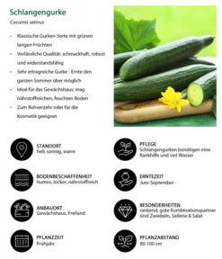 Schlangengurke -Gartenbedarf Verkäufe 2024 8830788 WE IG 001 Schlangengurke