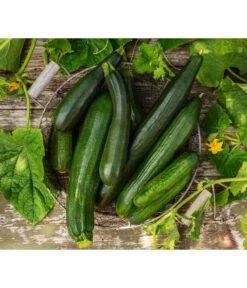 Schlangengurke -Gartenbedarf Verkäufe 2024 8831000 8830788 WE MO 001 GurkeZucchini