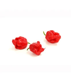 Chili 'Carolina Reaper' -Gartenbedarf Verkäufe 2024 8831133 PR DE 002 ChiliPeperoniCarolinaReaperCapsicumChinenseT12DehnerExpressHerzig
