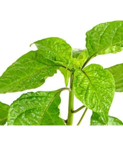 Chili 'Carolina Reaper' -Gartenbedarf Verkäufe 2024 8831133 WE DE 001 ChiliCarolinaReaperDehnerExpressHerzig