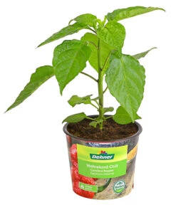 Chili 'Carolina Reaper' -Gartenbedarf Verkäufe 2024 8831133 WE FS 001 ChiliCarolinaReaperDehnerExpressHerzig